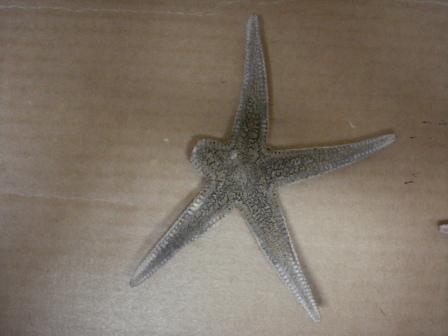 Astropecten sp. - esemplari spiaggiati